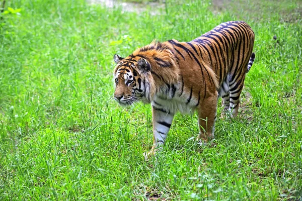 Amur kaplanı — Stok fotoğraf