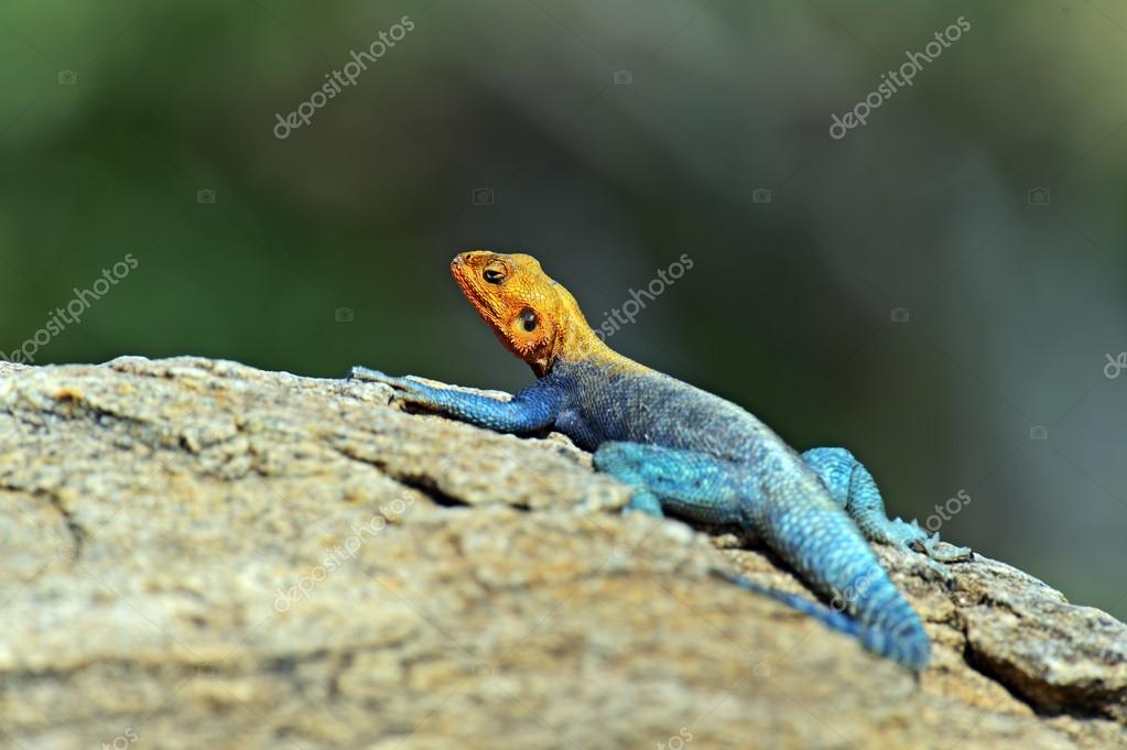 African rainbow lizard — Stock Photo © kyslynskyy 50815459