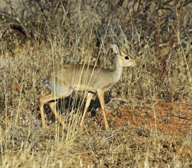 Ceylan dik dik