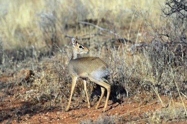 Ceylan dik dik