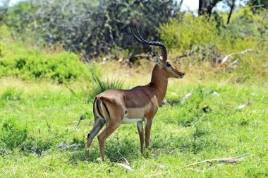 Impala ceylan