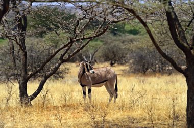 gemsbok antilop