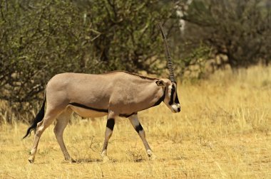 gemsbok antilop 