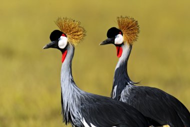 Crowned Crane  clipart