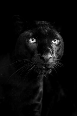 leopar