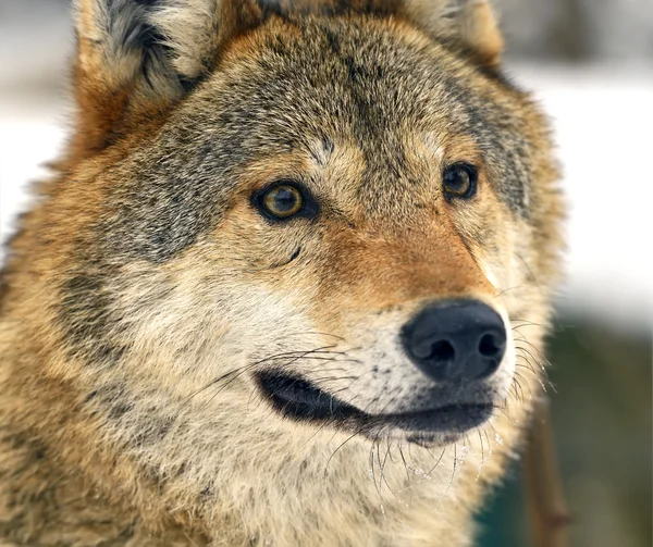 灰色の狼 — ストック写真