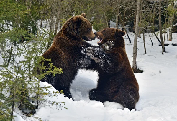 Brown bear in the woods in winter — Stock Photo, Image