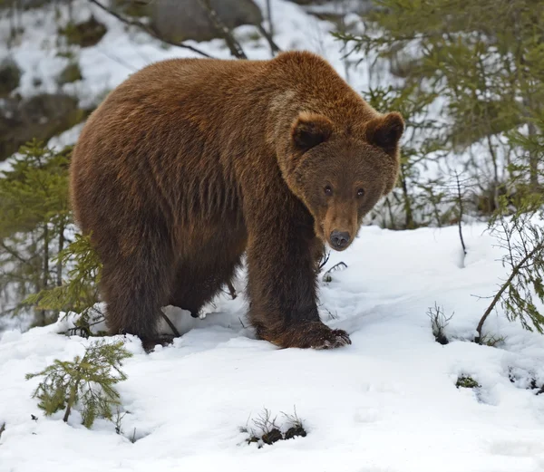 Bruine beer in het bos in de winter — Stockfoto