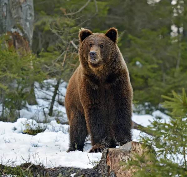 Καφέ αρκούδα στο δάσος το χειμώνα — Φωτογραφία Αρχείου