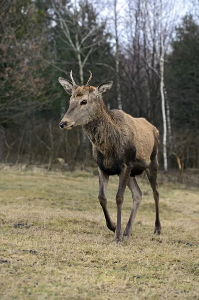 Rode herten in hun natuurlijke habitat — Stockfoto