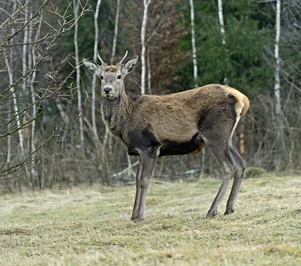Cervos vermelhos no seu habitat natural — Fotografia de Stock