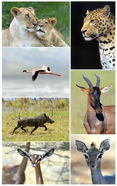 Africké divoká zvířata — Stock fotografie