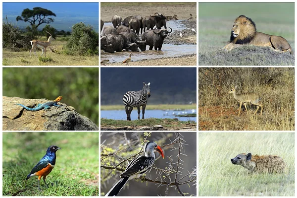 Дикие животные Африки — стоковое фото