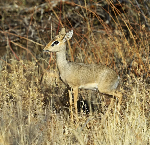 Gazelle Dik Dik — Stockfoto