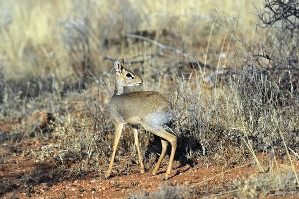 ガゼル dik dik — ストック写真