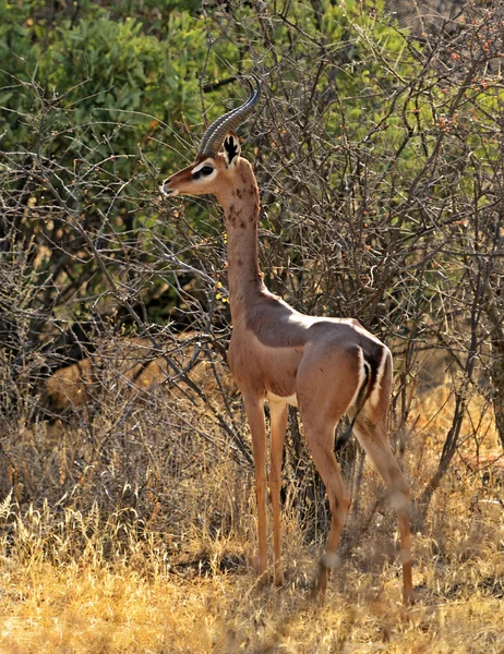 Gerenuks Gazelle — Stockfoto