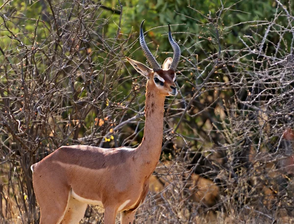 Gerenuks gazelle — Stockfoto