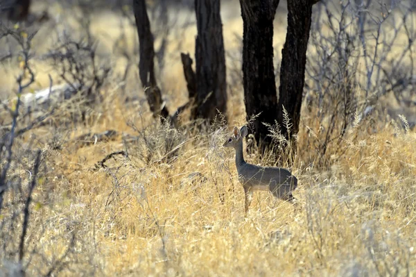 ガゼル dik dik — ストック写真