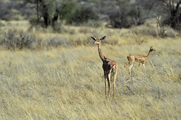 Gazela-girafa gazela — Fotografia de Stock