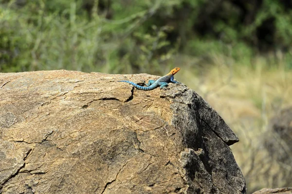 Lézard arc-en-ciel africain — Photo