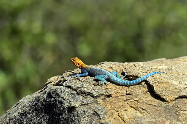 Lagarto arco-íris africano — Fotografia de Stock