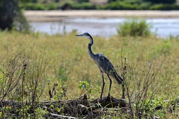 Heron — Stock Photo, Image