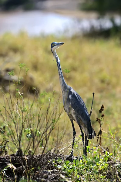 Heron — Stock Photo, Image