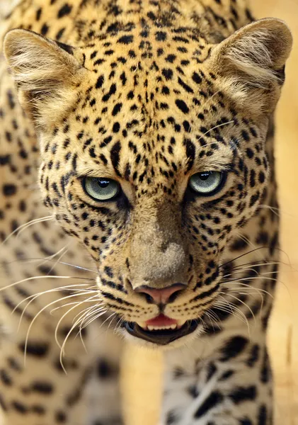 Leopardo — Fotografia de Stock