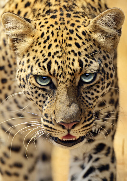Leopard