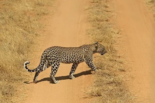 Leopar — Stok fotoğraf