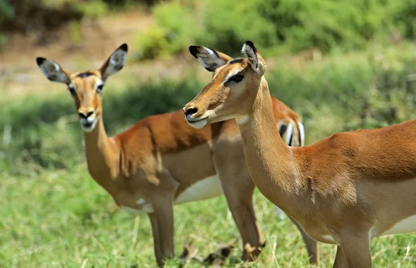 Impala gazelle — Stock Photo, Image