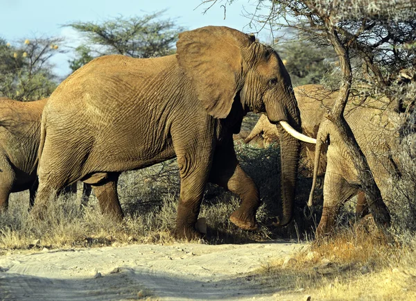 Elefant — Stockfoto