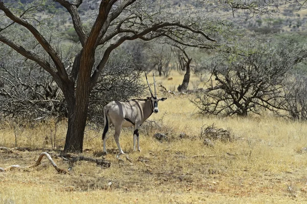 Oryx gazella — Stok fotoğraf