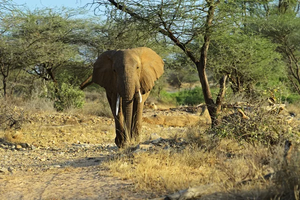 Elefante — Foto Stock