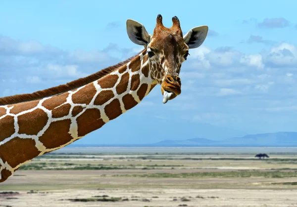 Giraffe — Foto Stock