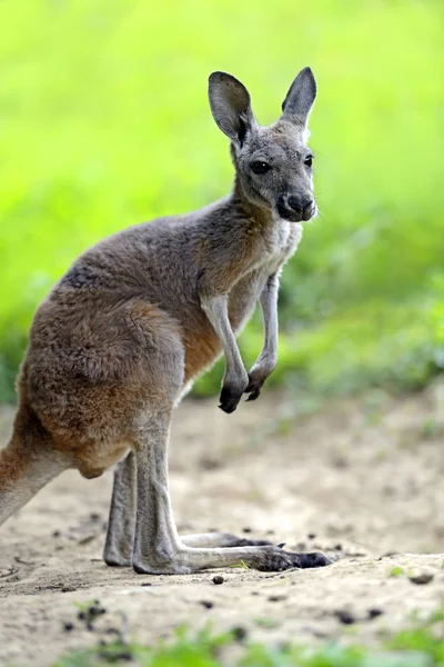 Kangaroos — Stock Photo, Image