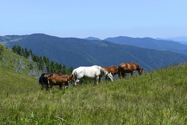 Paard — Stockfoto