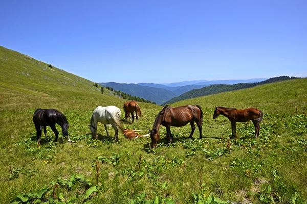 Paard — Stockfoto