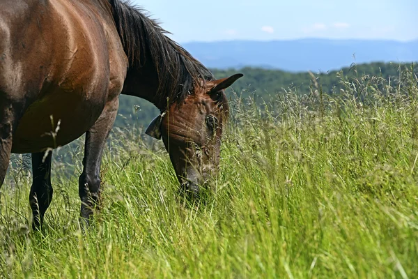 Pferd — Stockfoto