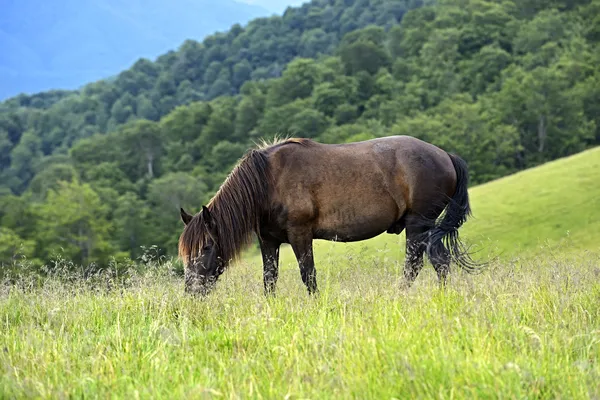 Pferd — Stockfoto