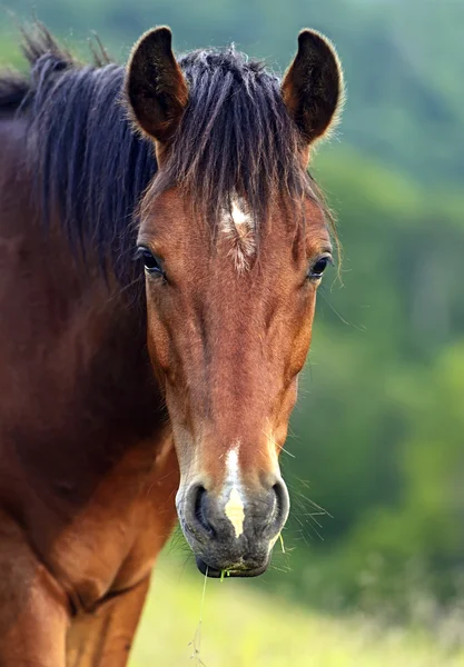 Häst — Stockfoto