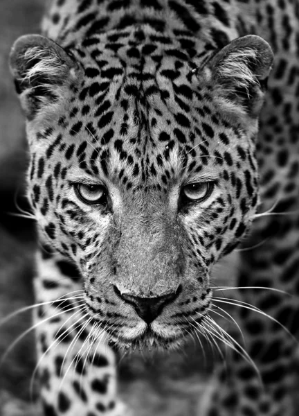 Jaguar blanco y negro — Foto de stock © piyagoon #66495693