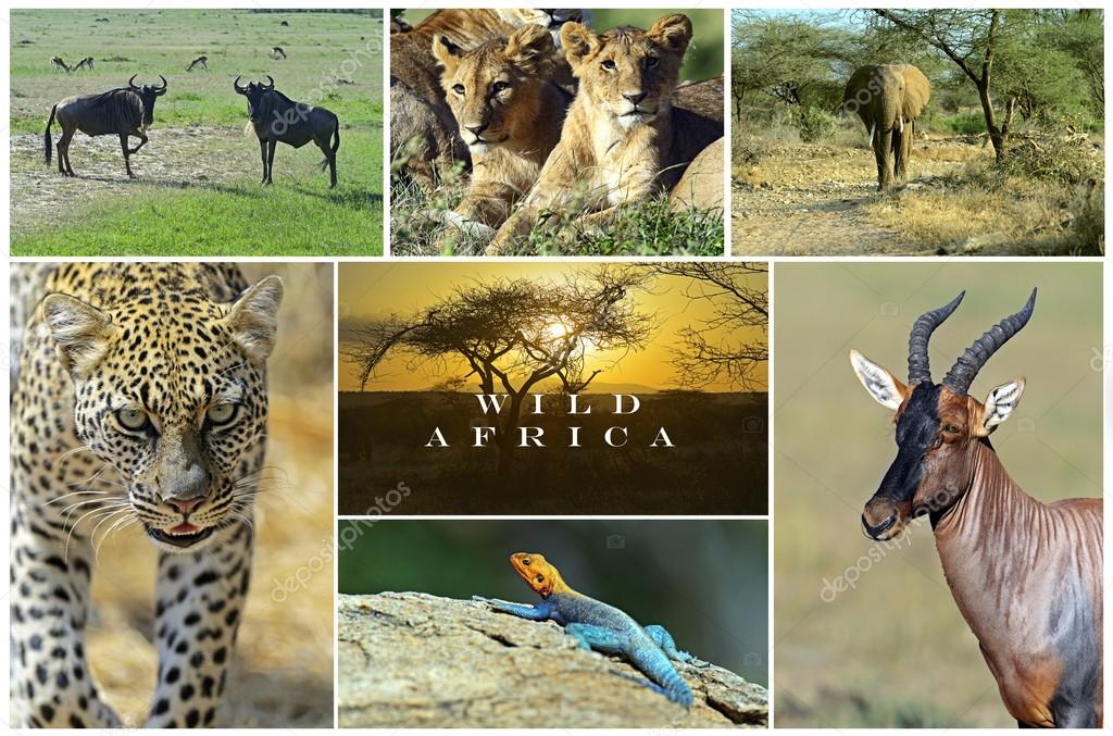 African wild animals Stock Photo by ©kyslynskyy 51477461