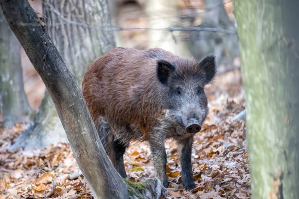 Wilde Zwijnen Een Herfstbos — Stockfoto