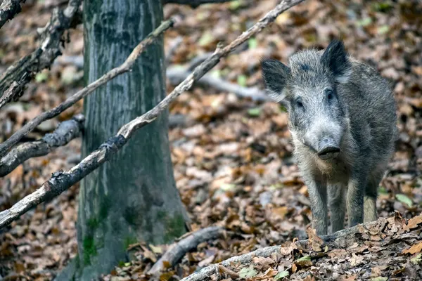 秋天森林里的野猪 — 图库照片