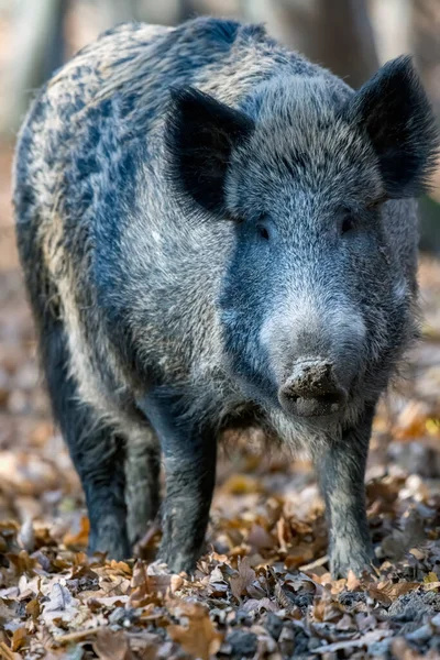 Wildschweine Herbstwald lizenzfreie Stockfotos