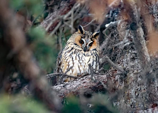 Portrait Eared Owl Branch Forest 图库图片