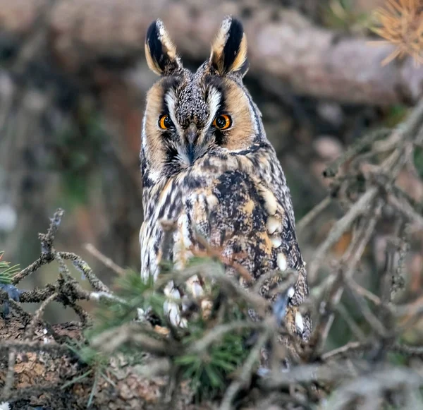 Portrait Eared Owl Branch Forest 图库照片