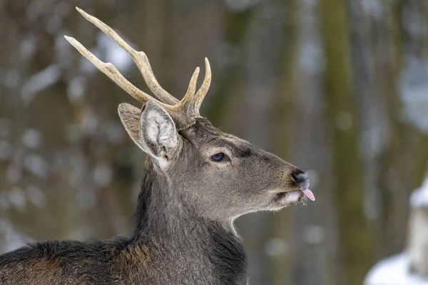 野生の冬の森の中の野生のイクラ鹿 — ストック写真