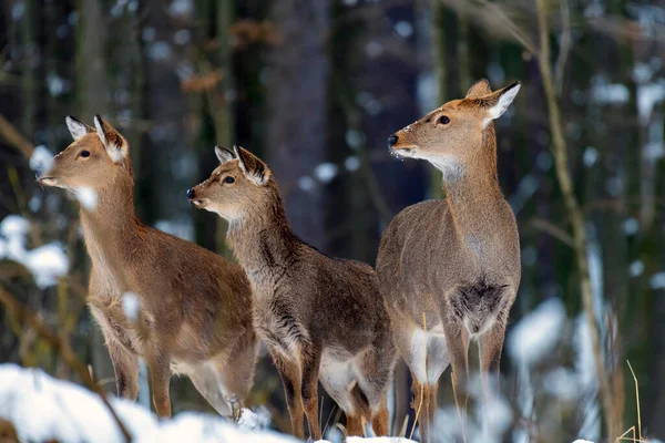 Wild Roe Deer Winter Forest Wild — Stock Photo, Image